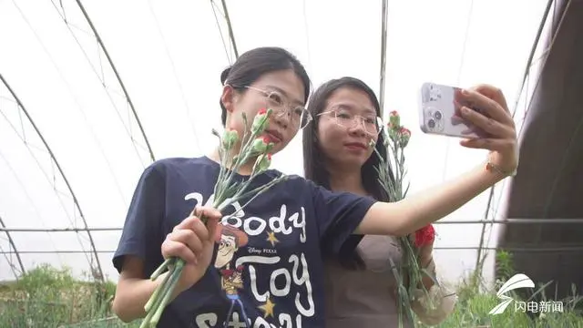 康乃馨种植技术指导_康乃馨种植效益_种植康乃馨致富