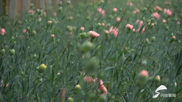 种植康乃馨致富_康乃馨种植效益_康乃馨种植技术指导