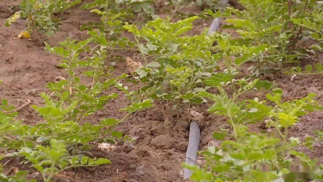 湖北中草药种植骗局名单_湖北种植中药致富_湖北中药种植合作项目