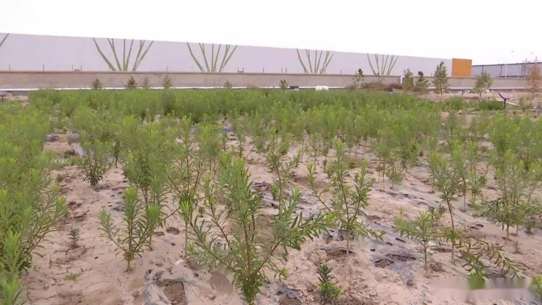 湖北中草药种植骗局名单_湖北中药种植合作项目_湖北种植中药致富