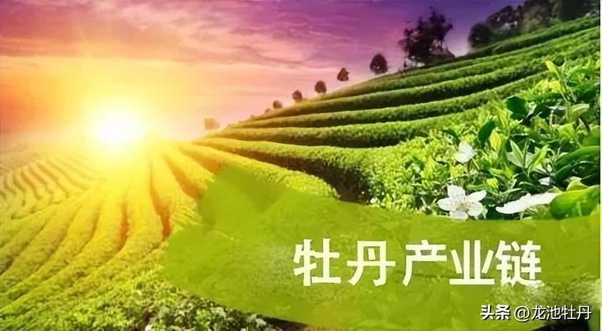 培育一朵国色天香的牡丹花，成就一个潜力无限的朝阳产业