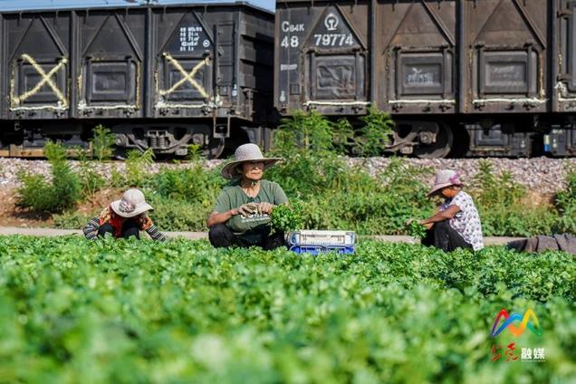 香菜地种植致富_致富香菜种植地图片_香菜基地种植