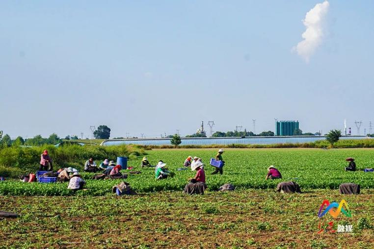 香菜基地种植_致富香菜种植地图片_香菜地种植致富