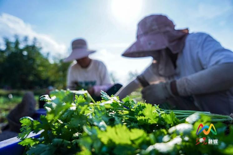 致富香菜种植地图片_香菜基地种植_香菜地种植致富