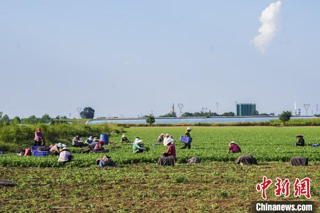 山西上党特色种植助增收 香菜市场“吃香”农村产业振兴