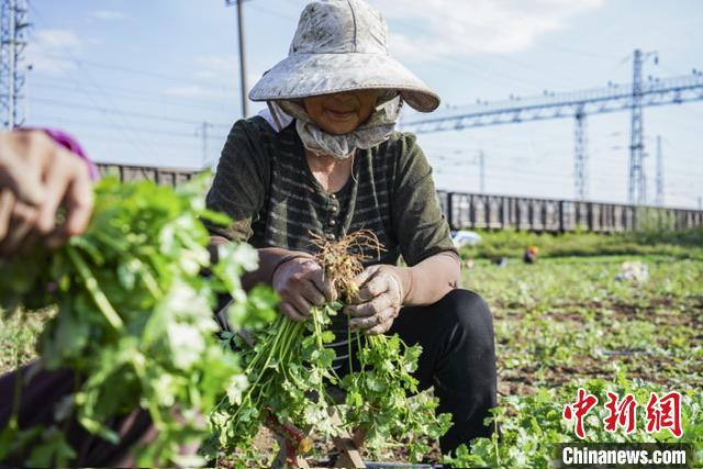 香菜种植园_香菜地种植致富_香菜基地种植