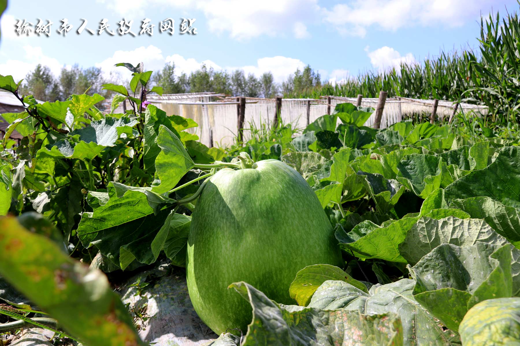 靠种植葫芦致富_致富葫芦种植靠什么挣钱_葫芦种植效益