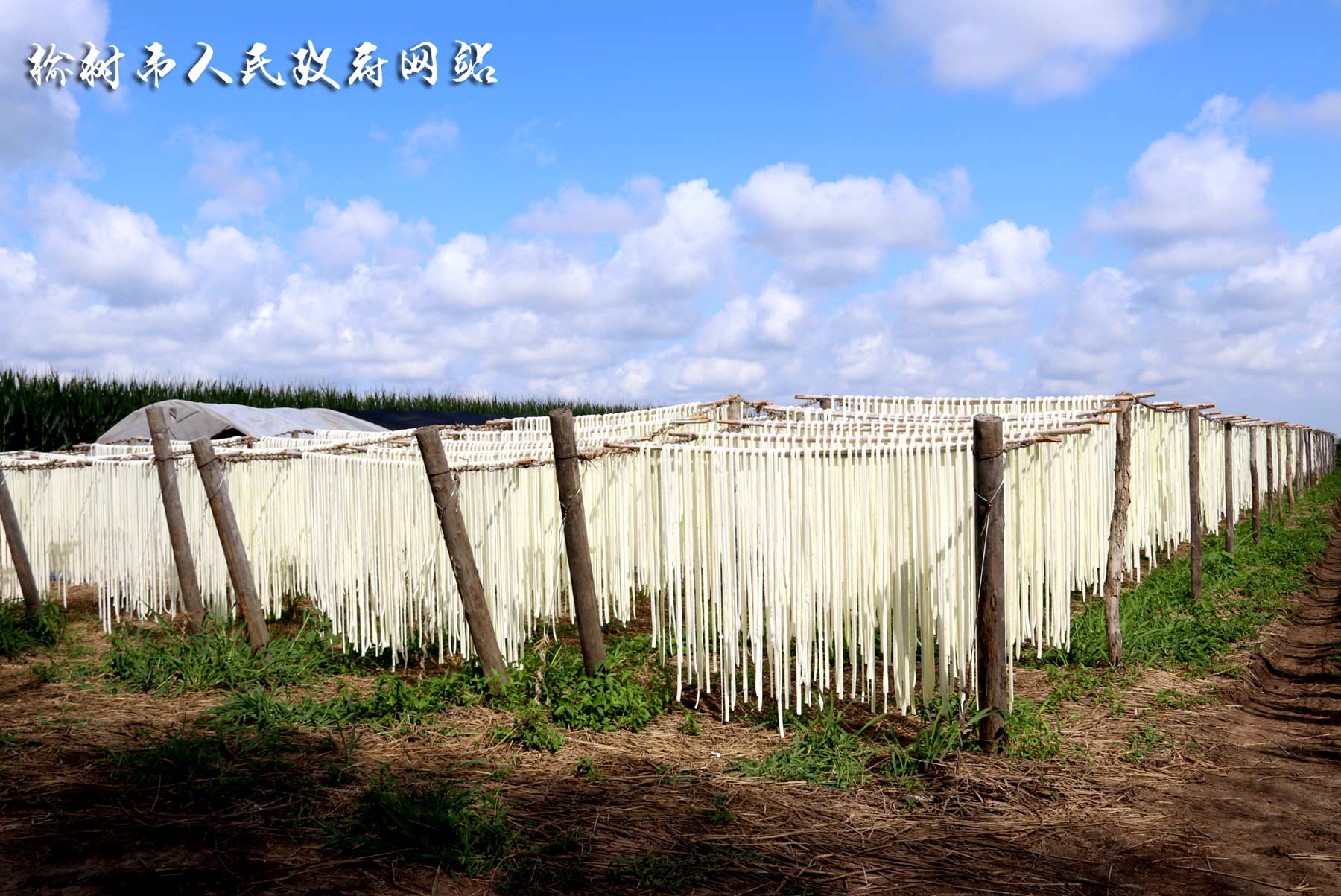 葫芦种植效益_靠种植葫芦致富_致富葫芦种植靠什么挣钱