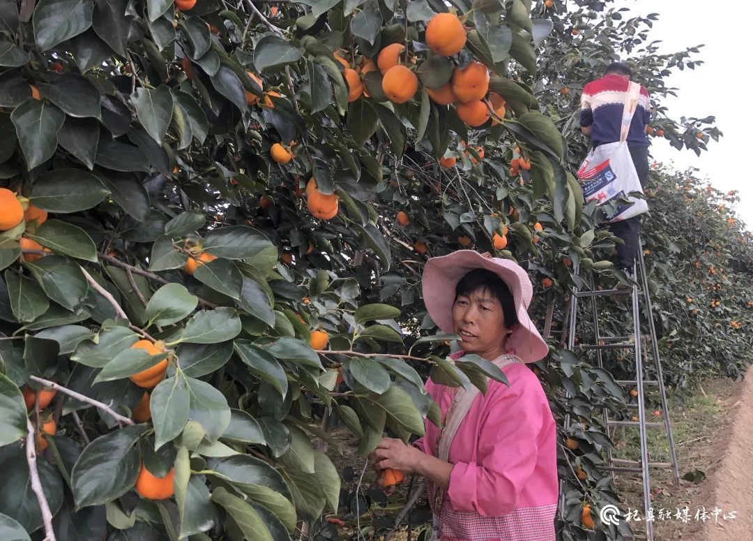 致富葫芦种植靠什么赚钱_靠种植葫芦致富_种植葫芦的前景