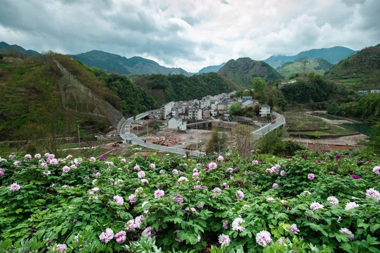 唯有牡丹真国色，花开时节动京城——临安上许村的“致富花”