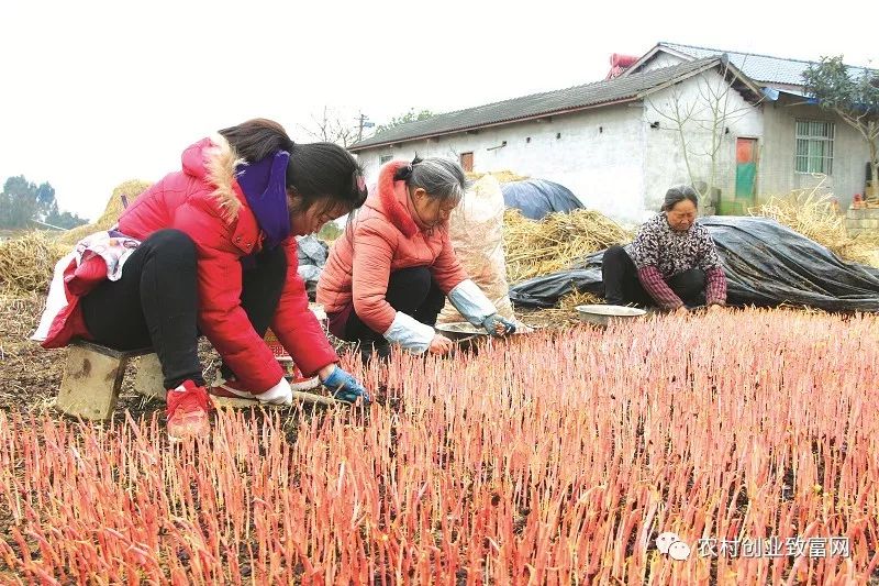 一根草的致富经：种植折耳根每亩收入一万元