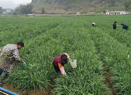 马山：特色种植助力乡村振兴