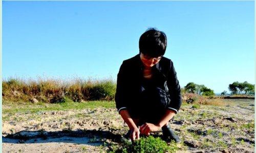 中药种植致富渠道_中药材种植致富_致富药材种植