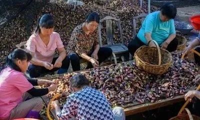 懒人养殖致富项目_养殖致富经_农村致富新项目养殖