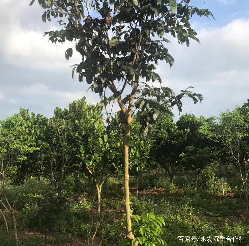 名贵树种黄花梨种植 敲开致富门