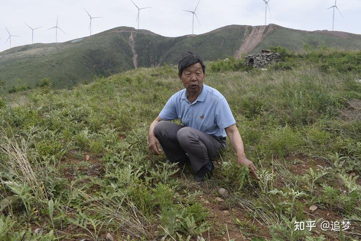 致富经种植药材的故事_药材种植致富项目_种植药材发家致富