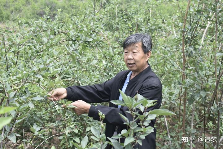 种植药材发家致富_致富经种植药材的故事_药材种植致富项目