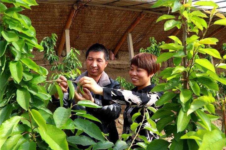 种植大雅柑致富_大雅柑桔多少钱一斤_大雅柑苗