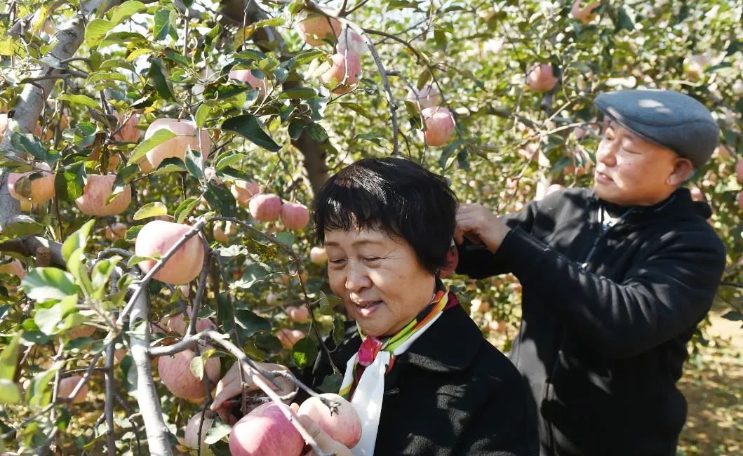 河北致富项目_致富经河北保定赵晨_致富经 河北