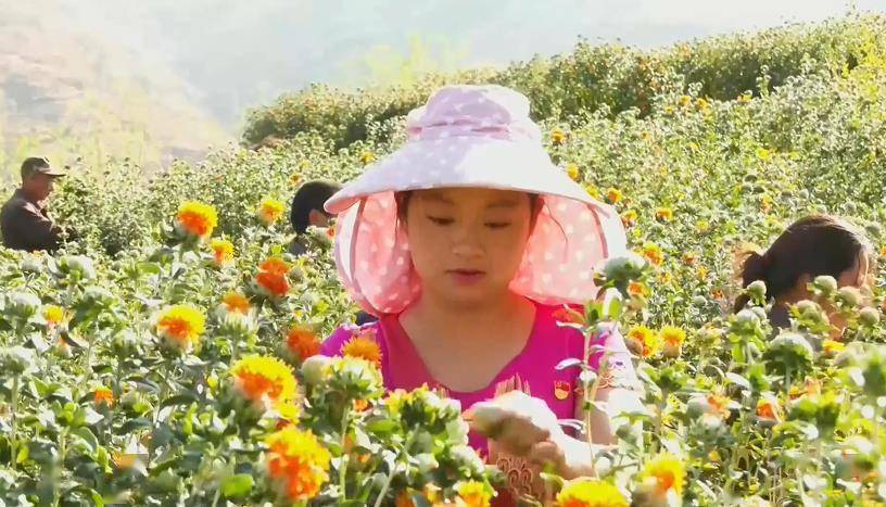 致富梨黄花种植时间_致富经黄花梨种植_黄花梨种植效益