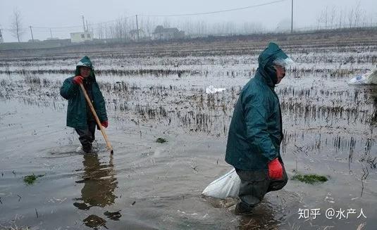 养殖龙虾视频大全_养殖小龙虾技术视频_龙虾养殖技术指导视频