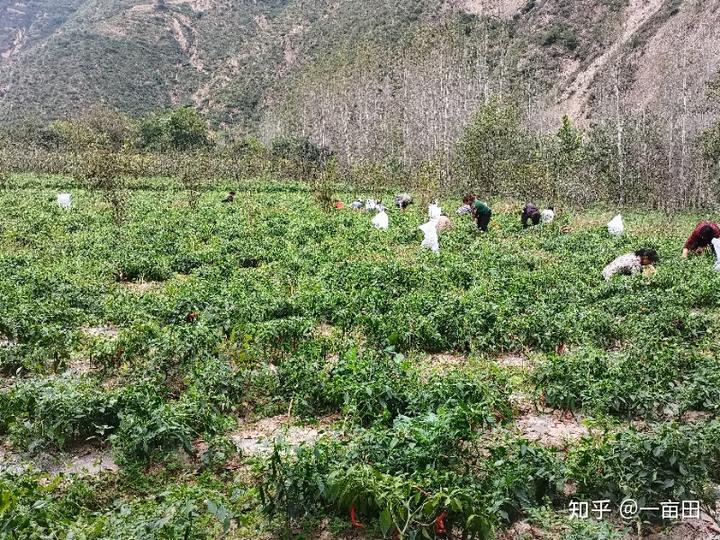 致富药材种植故事视频_致富经种植药材的故事_药材种植致富项目