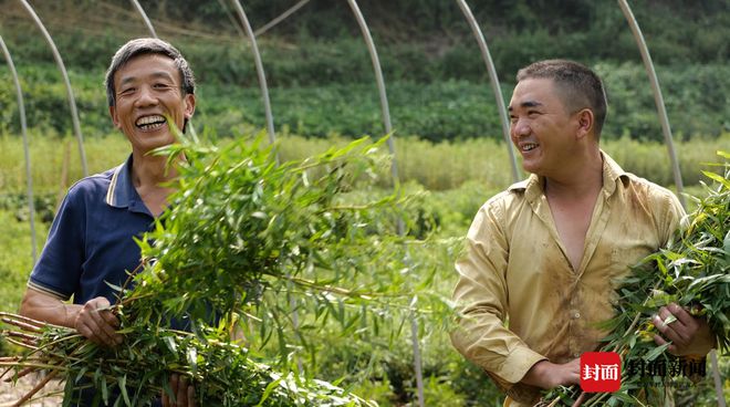 种草致富经_种植致富草视频_种植致富经视频