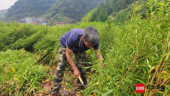 种草致富经_种植致富经视频_种植致富草视频