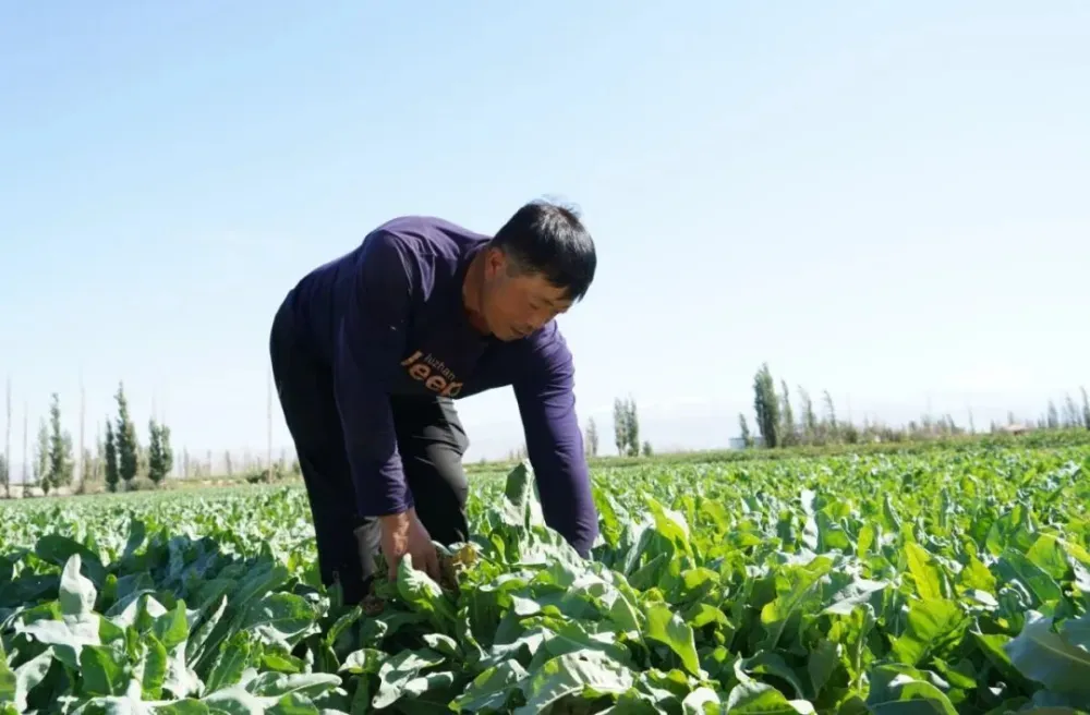 板蓝根几月份种植技术_板蓝根几月份种_板蓝根的种植和收获时间