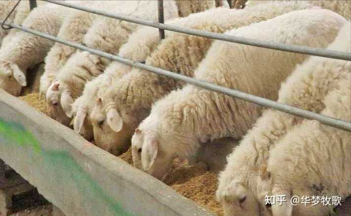 养羊致富经_农村养殖致富养羊_养殖养羊致富