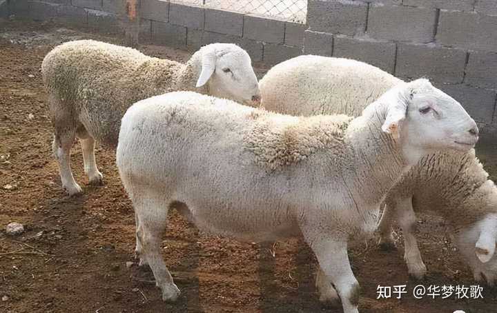 养羊致富经_养殖养羊致富_农村养殖致富养羊