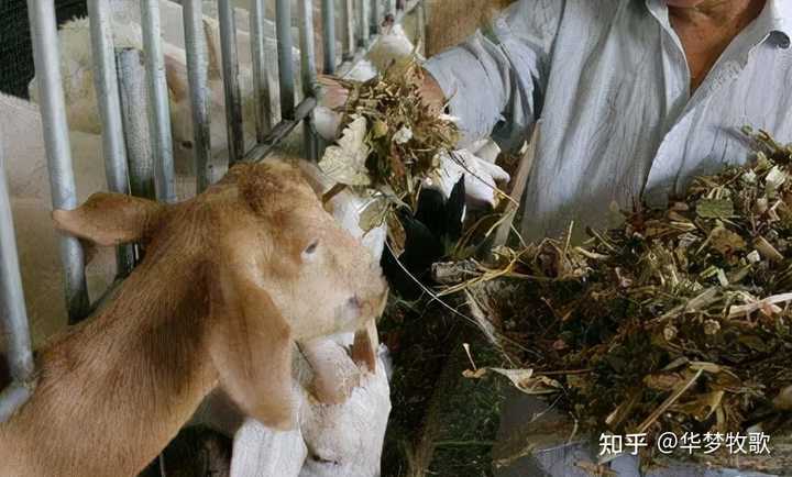 农村养殖致富养羊_养羊致富经_养殖养羊致富