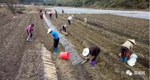 连城县采用新技术种植山药