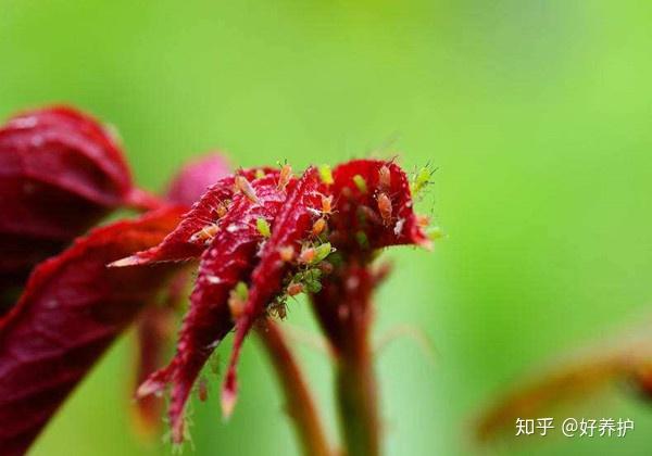 致富经惹人厌的虫子巧生财_致富经养虫子鸡视频全集_致富经虫子