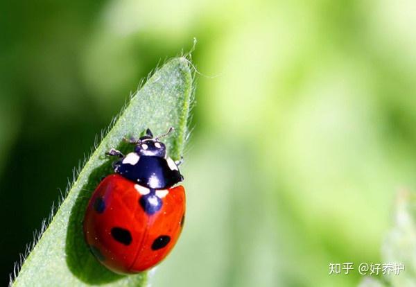 致富经养虫子鸡视频全集_致富经虫子_致富经惹人厌的虫子巧生财