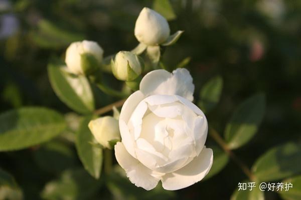 致富经惹人厌的虫子巧生财_致富经虫子_致富经养虫子鸡视频全集