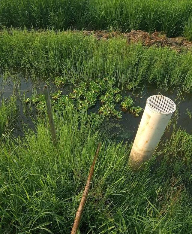 龙虾黄鳝混养技术_网箱养黄鳝套养龙虾致富经_小龙虾黄鳝套养