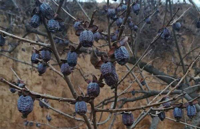 君迁子行情分析，种植君迁子前景如何？