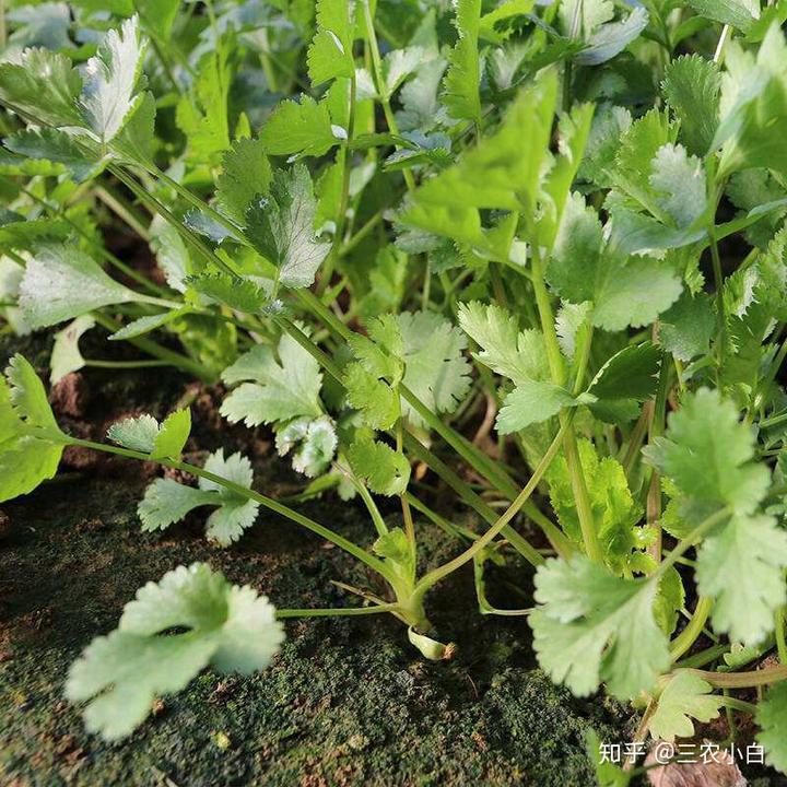 香菜室内种植方法_香菜室内种植技术要点_室内香菜种植技术