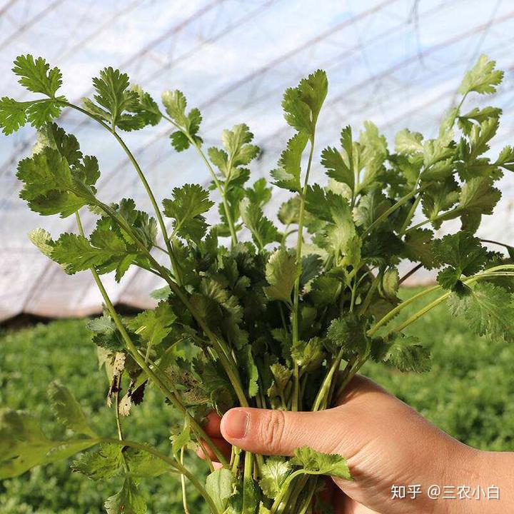 室内香菜种植技术_香菜室内种植技术要点_香菜室内种植方法