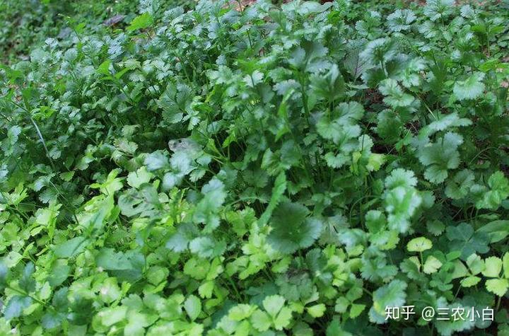 香菜室内种植技术要点_室内香菜种植技术_香菜室内种植方法