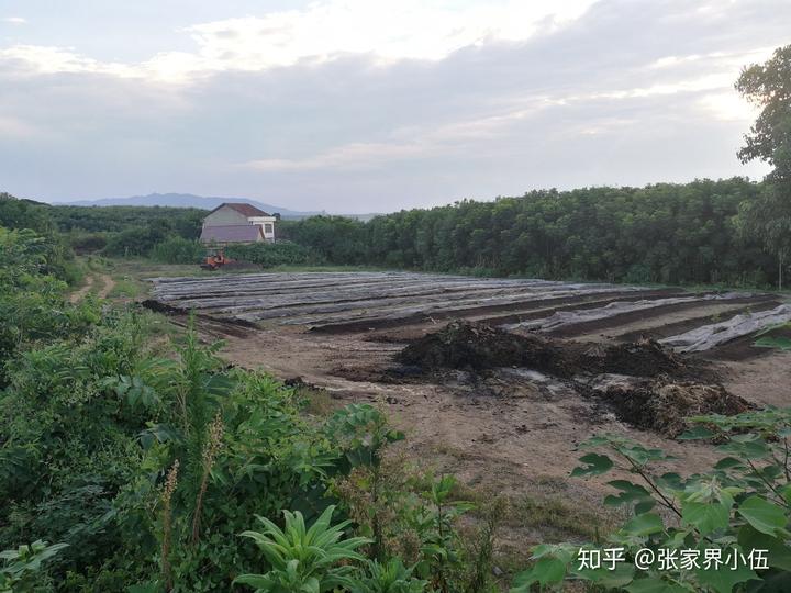 致富养殖养羊视频_养羊致富经_养殖养羊致富