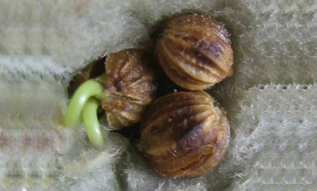 香菜室内种植方法_室内香菜种植技术_香菜室内种植技术视频