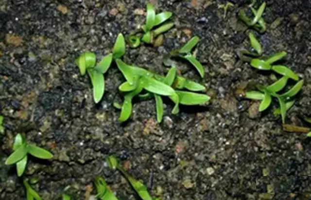 香菜室内种植方法_香菜室内种植技术视频_室内香菜种植技术