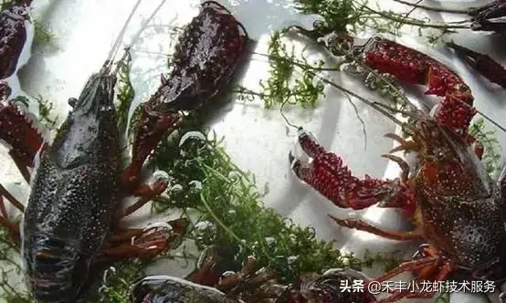 科技苑小龙虾黄鳝混养_网箱养黄鳝套养龙虾致富经_小龙虾黄鳝套养