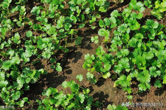 室内香菜种植技术_香菜室内种植技术视频_香菜室内种植技术要点