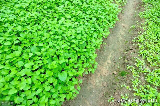 香菜室内种植技术视频_香菜室内种植技术要点_室内香菜种植技术