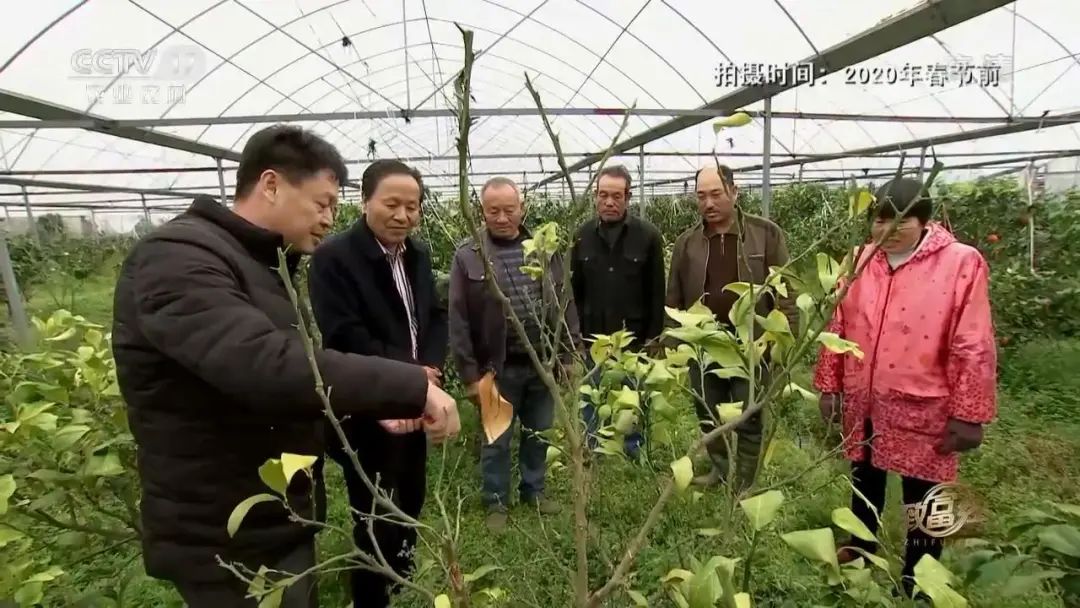 二木多肉花园央视h_央视致富经视频多肉_多肉视频繁殖视频