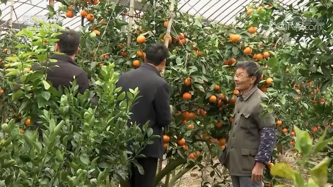 二木多肉花园央视h_多肉视频繁殖视频_央视致富经视频多肉