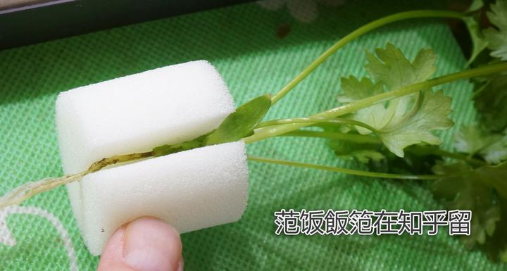 香菜室内种植技术视频教程_室内香菜种植技术_香菜室内种植技术与管理